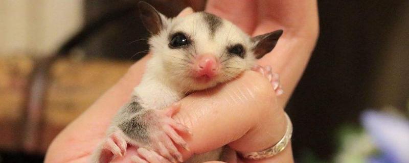 蜜袋鼯寿命有多长,附养殖方法