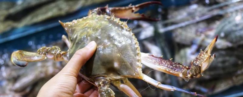 梭子蟹在家怎么养活，盐度多少合适 梭子蟹的盐度和温度要保持多少