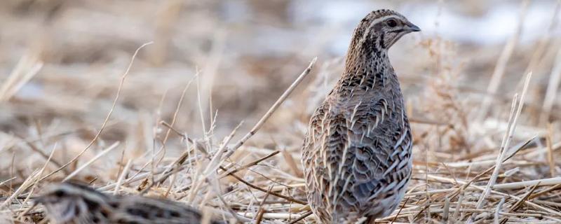 鹌鹑长什么样子?，有野生的吗（野生鹌鹑哪里最多）