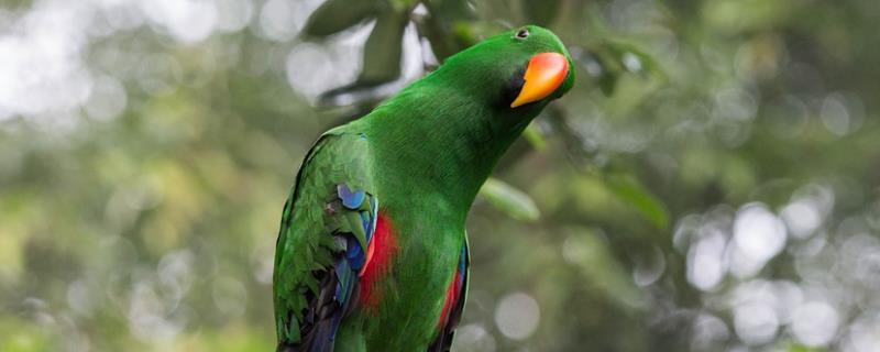 人工孵化鹦鹉蛋教程，几天可以出壳 人工孵化鹦鹉注意事项