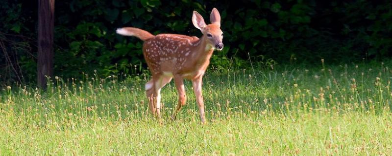 梅花鹿能私人养吗,吃什么饲料(梅花鹿能私人养吗,吃什么饲料最好)