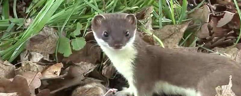 黄鼠狼咬鸡咬什么地方,如何防止黄鼠狼咬鸡