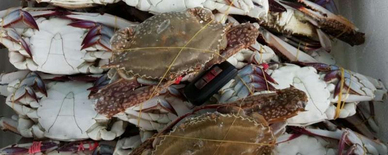 梭子蟹外壳发紫怎么回事,梭子蟹有没有寄生虫