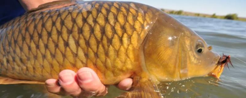 鲤鱼饲料配方,鲤鱼生活在水里的什么位置