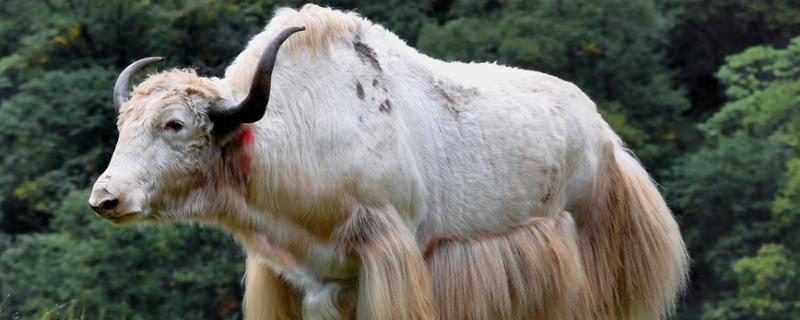牦牛的年龄怎么判断，耗牛可以养多大