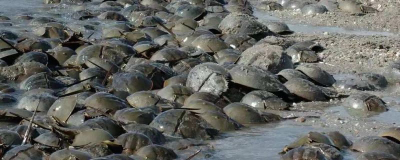 鲎可以人工养殖吗,鲎是什么生物(鲎可以人工养殖吗?)