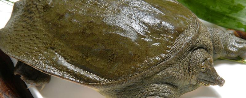 甲鱼养殖技术，池塘怎么弄 家里的小池塘甲鱼怎么养殖