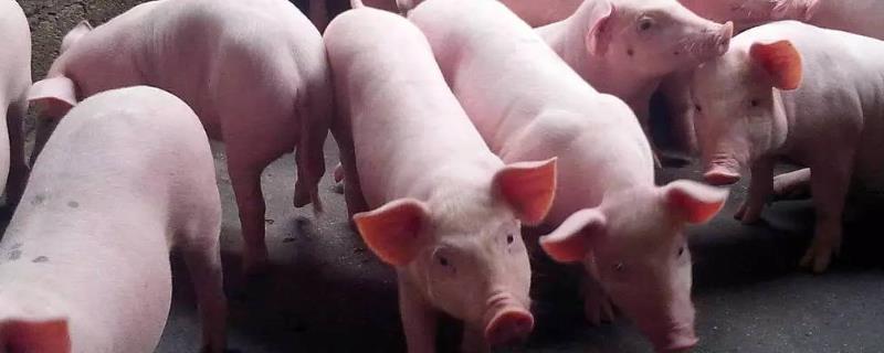 猪低温打什么药，是什么原因导致的 猪低温打什么药,是什么原因导致的呢