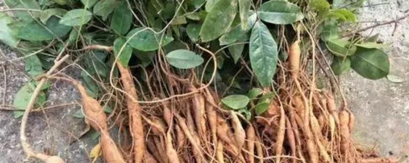 牛大力的用法用量，牛大力是什么 牛大力的效果有多大