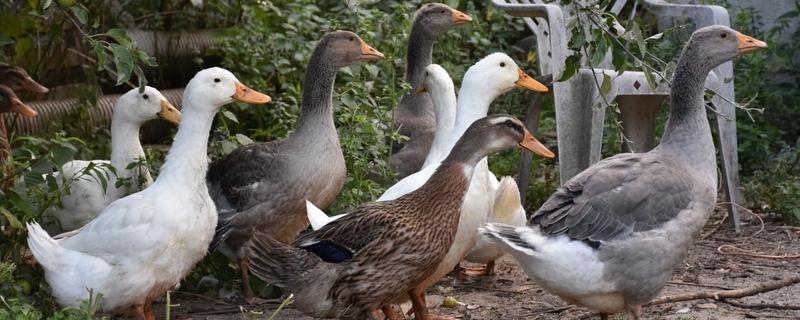 鸭拉稀用什么药最快,是什么原因导致的