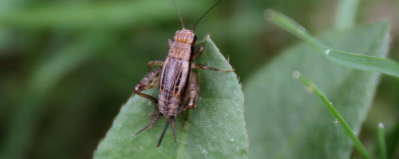 蟋蟀防治方法，蟋蟀是害虫还是益虫（蟋蟀是害虫么）