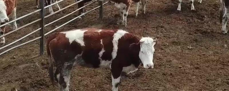 奶牛的饲养管理,牛饲料添加剂有哪些