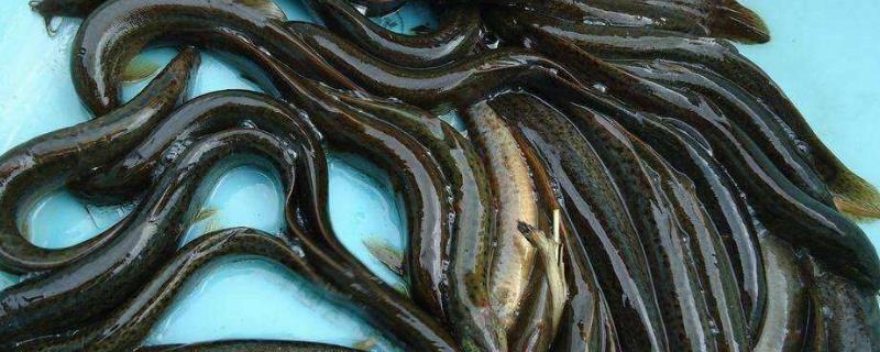 黄鳝和泥鳅的区别,泥鳅是鱼类吗