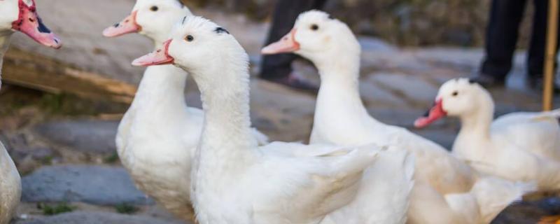 鸭啄毛最简单的办法,是什么原因引起的