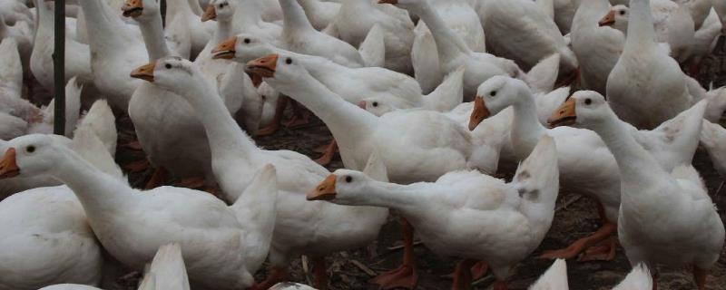 鹅怕热吗，怕人怎么办 鹅怕人吗?