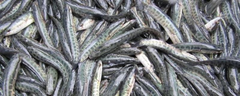 小黑鱼苗吃什么食物，怎么养（小黑鱼幼苗吃什么）