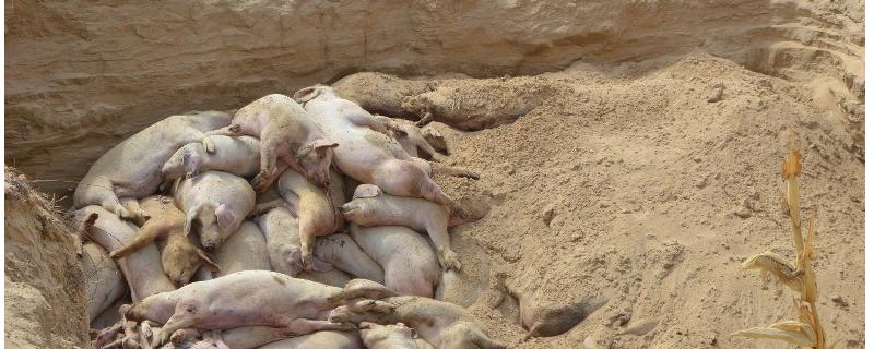 农村猪死了怎么处理,病死猪无害处理办法