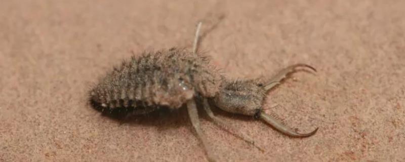 蚁狮吃什么东西，是怎样繁殖的（蚁狮吃什么东西,是怎样繁殖的呢）