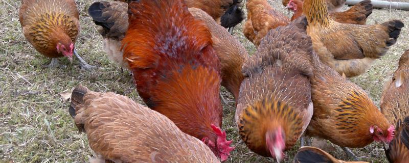 鸡是无性繁殖吗，附鸡的繁殖过程（鸡是无性繁殖吗,附鸡的繁殖过程视频）