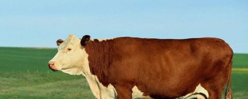 10ml双甲脒兑多少水,双甲脒对人有害吗