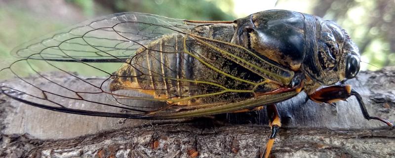 养蝉怎么养,金蝉卵枝如何采集(养蝉怎么养,金蝉卵枝如何采集视频)