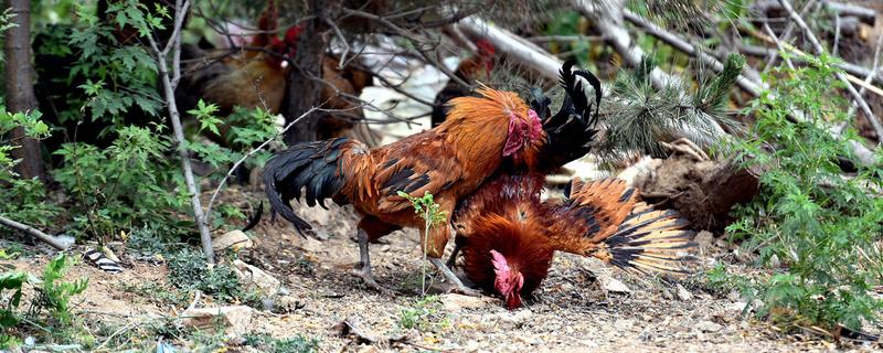 防止公鸡打架的小偏方,是什么原因导致的