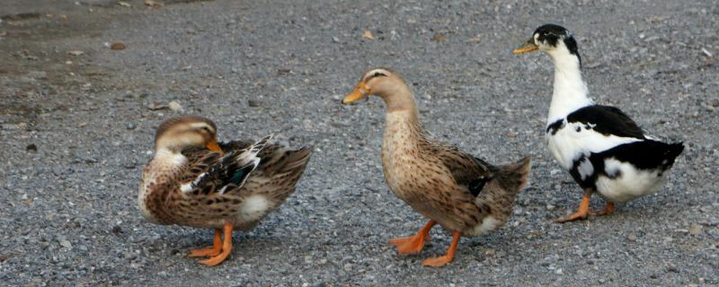 鸭子和鸭子怎么繁殖,附繁殖季节