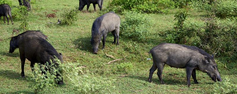 野猪怎么洗澡,喜欢吃什么