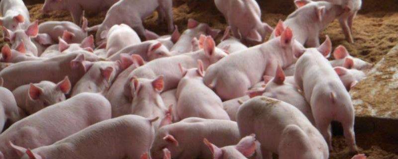 小猪的尾巴有什么作用呢,什么时候给它断尾