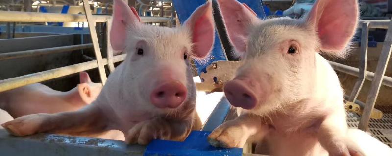 猪吐黄水是非洲猪瘟吗,非洲猪瘟可以治愈吗