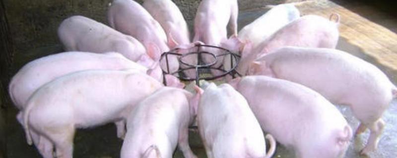 小苏打喂猪有什么作用,小苏打和食用碱有什么区别