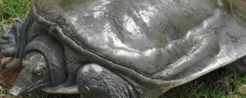野生甲鱼的生活习性,和养殖甲鱼有什么区别