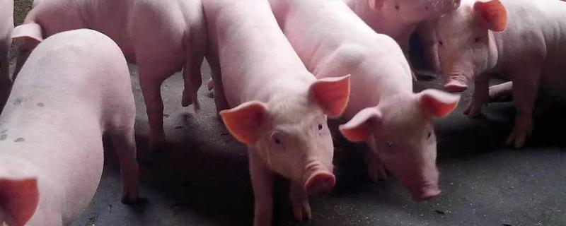 育肥猪拉血便什么原因,是什么原因导致的