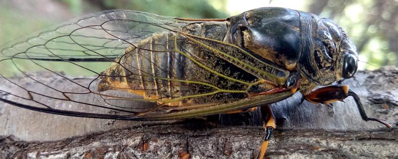 人工养蝉周期，种什么树合适 蝉的种植方法和时间