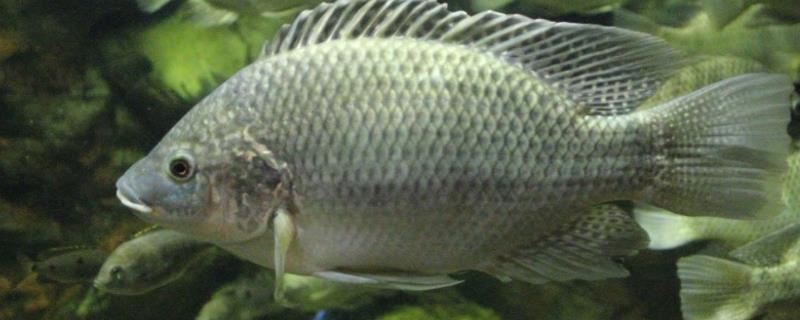 罗非鱼高温期间易死亡的原因,罗非鱼喜欢什么味型的饵料