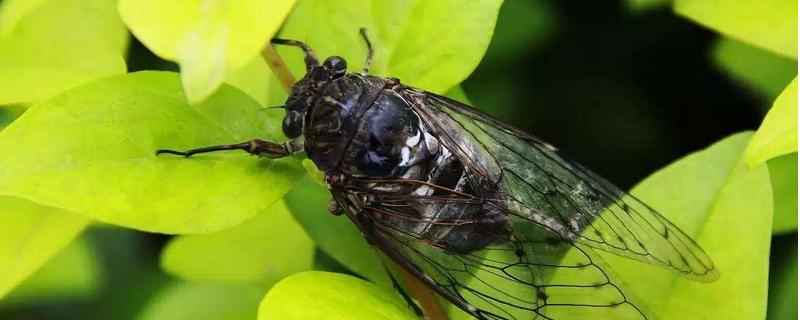 知了养殖需要几年，附养殖方法 知了养殖多长时间长大