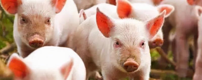 艾草对非洲猪瘟有作用吗,附非洲猪瘟的症状
