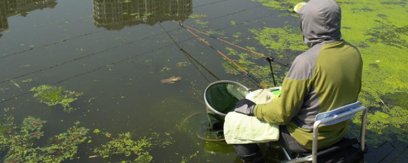 什么鱼吃泥鳅，泥鳅打窝怎么打（什么鱼吃泥鳅鱼钩怎么绑）