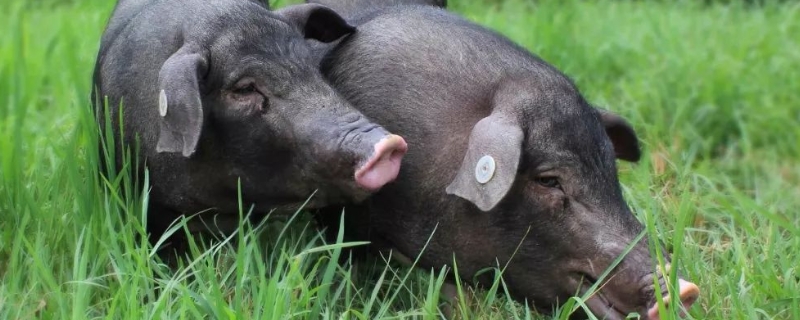 非洲猪瘟有几种基因型,是通过什么方式传播的