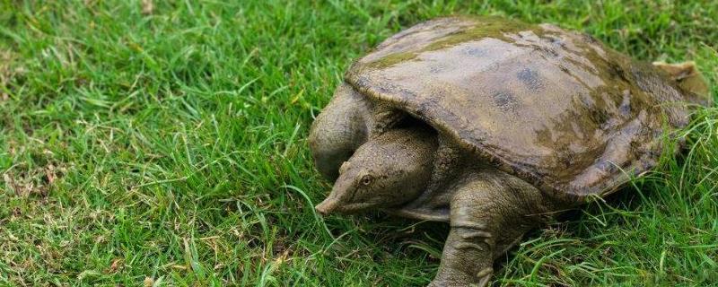 甲鱼寿命,甲鱼好养吗