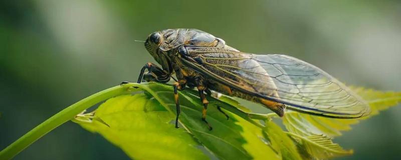 蝉怎么养，金蝉卵枝怎么采集（怎样种植金蝉卵枝条）