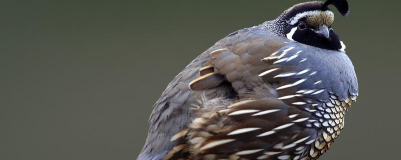 鹌鹑寿命，养多久可以生蛋（鹌鹑养多久开始产蛋）