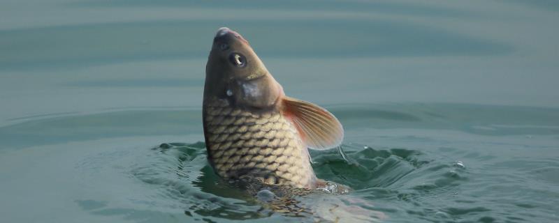 鱼池下雨过后需要怎么处理,鱼池如何消毒