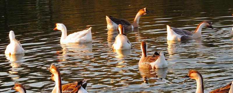 鹅的生殖生理特点,什么时候开始下蛋