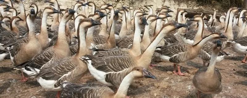 养鹅只吃草会不会饿死,鹅需不需要吃饲料