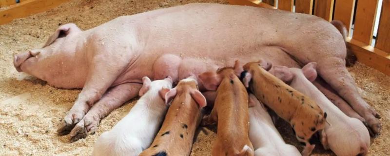 二胎母猪不发惰用什么偏方,母猪发情几天配种合适