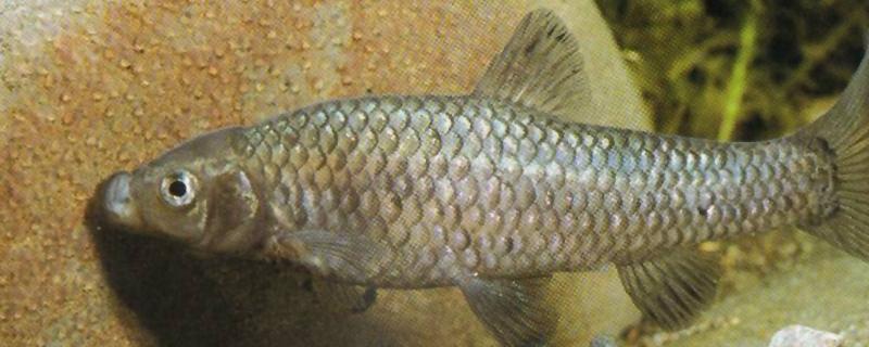 麦穗鱼能长多大,怎么养