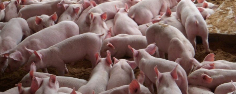 治疗猪瘟用什么药,用什么消毒液效果好
