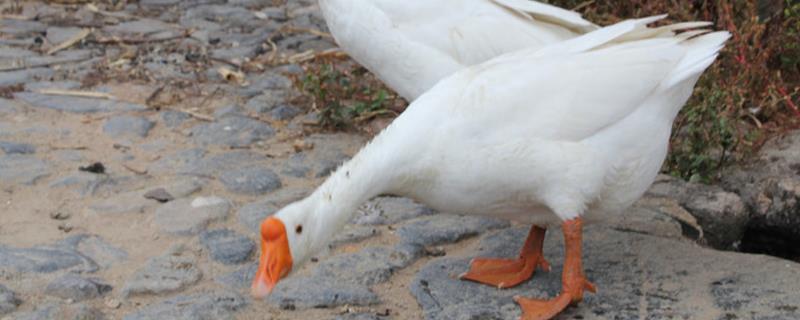 鹅啄毛原因和防治，鹅会不会啄人 鹅啄毛原因和防治,鹅会不会啄人呢