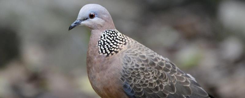 斑鸠一窝是一公一母吗,斑鸠是几级保护动物